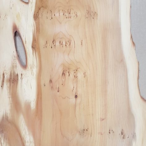 Chapa de madera de tejo de color marrón claro con albura blanca
