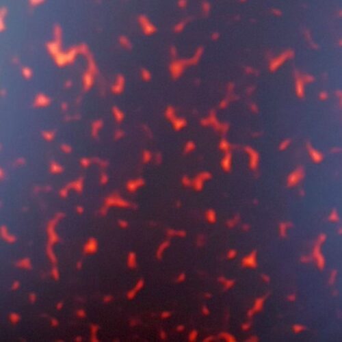 Acetato de celulosa Lava de 4 mm.
